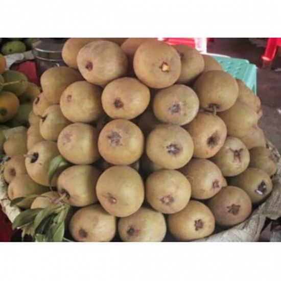 Hồng xiêm (Sapoche) trái lớn, chín tự nhiên